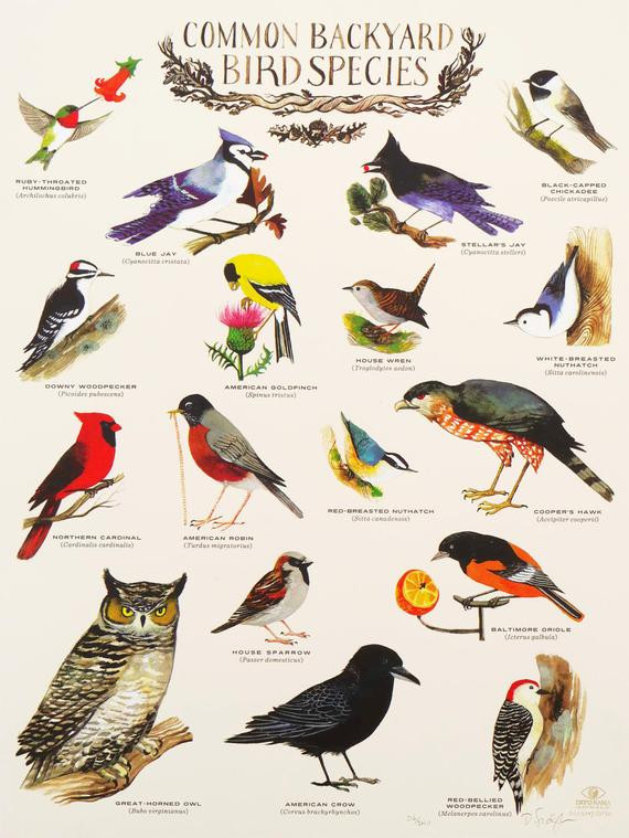 Best ideas about Backyard Birds Of Virginia
. Save or Pin mon Backyard Birds 18 x 24 inch Limited Edition Now.