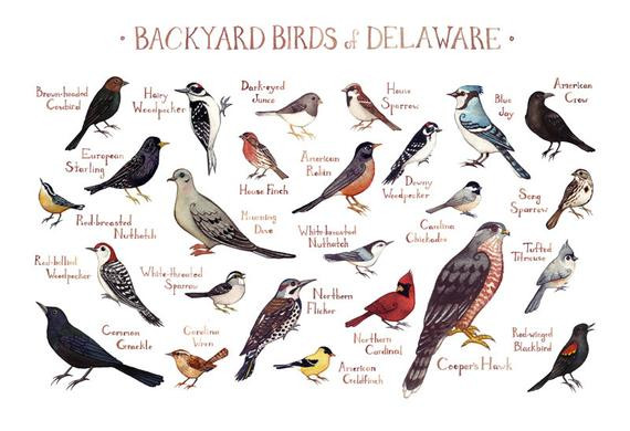 Best ideas about Backyard Birds Of Virginia
. Save or Pin Delaware Backyard Birds Field Guide Art Print Watercolor Now.