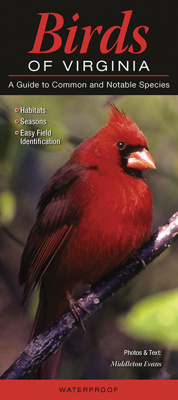 Best ideas about Backyard Birds Of Virginia
. Save or Pin Quick Reference Publishing Birds of Virginia Now.