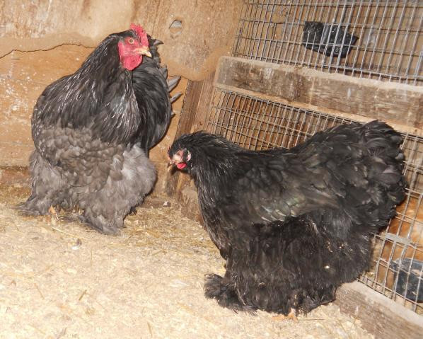 Best ideas about Backyard Chickens Forum
. Save or Pin best chickens that lay eggs as pets Now.