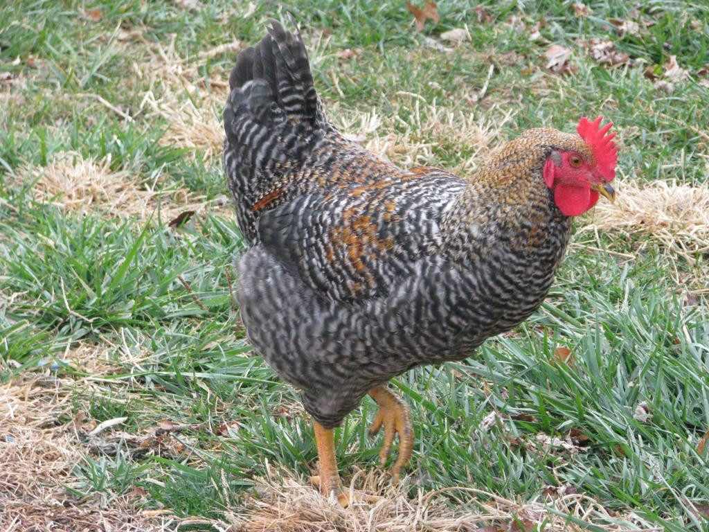 Best ideas about Backyard Chickens Forum
. Save or Pin lonely rooster Page 2 Now.