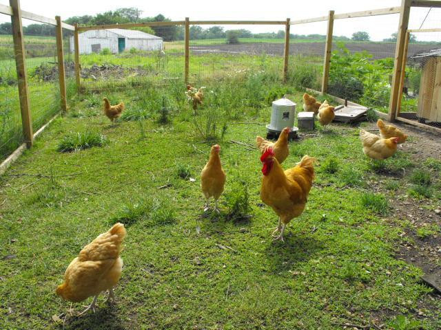 Best ideas about Backyard Chickens Forum
. Save or Pin & Advice on Chicken Yards Please Now.