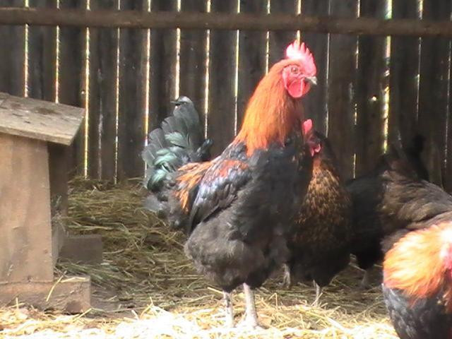 Best ideas about Backyard Chickens Forum
. Save or Pin french black copper marans BackYard Chickens munity Now.