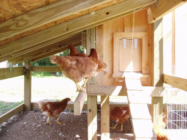 Best ideas about Backyard Chickens Forum
. Save or Pin Monks Chicken Coop Now.