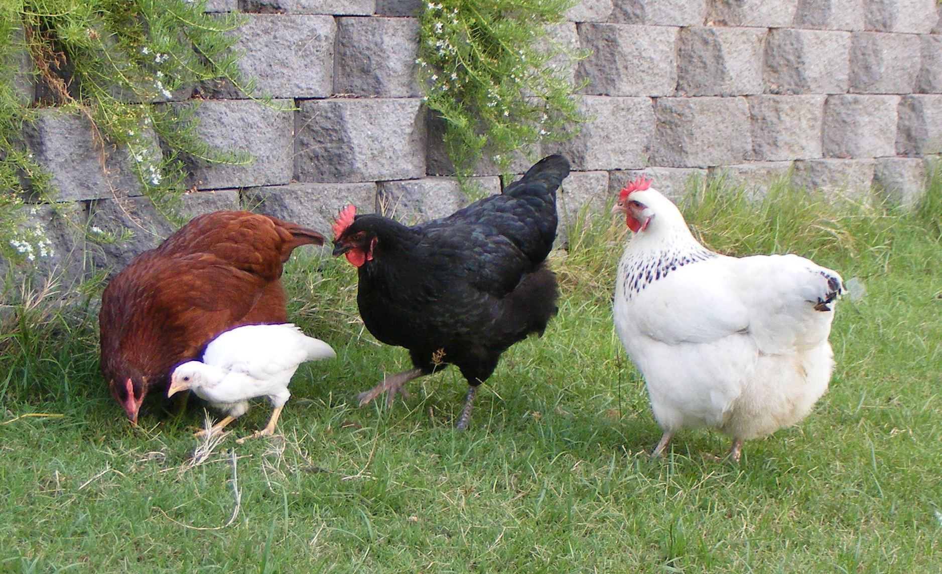 Best ideas about Backyard Chickens Forum
. Save or Pin pecking order Now.