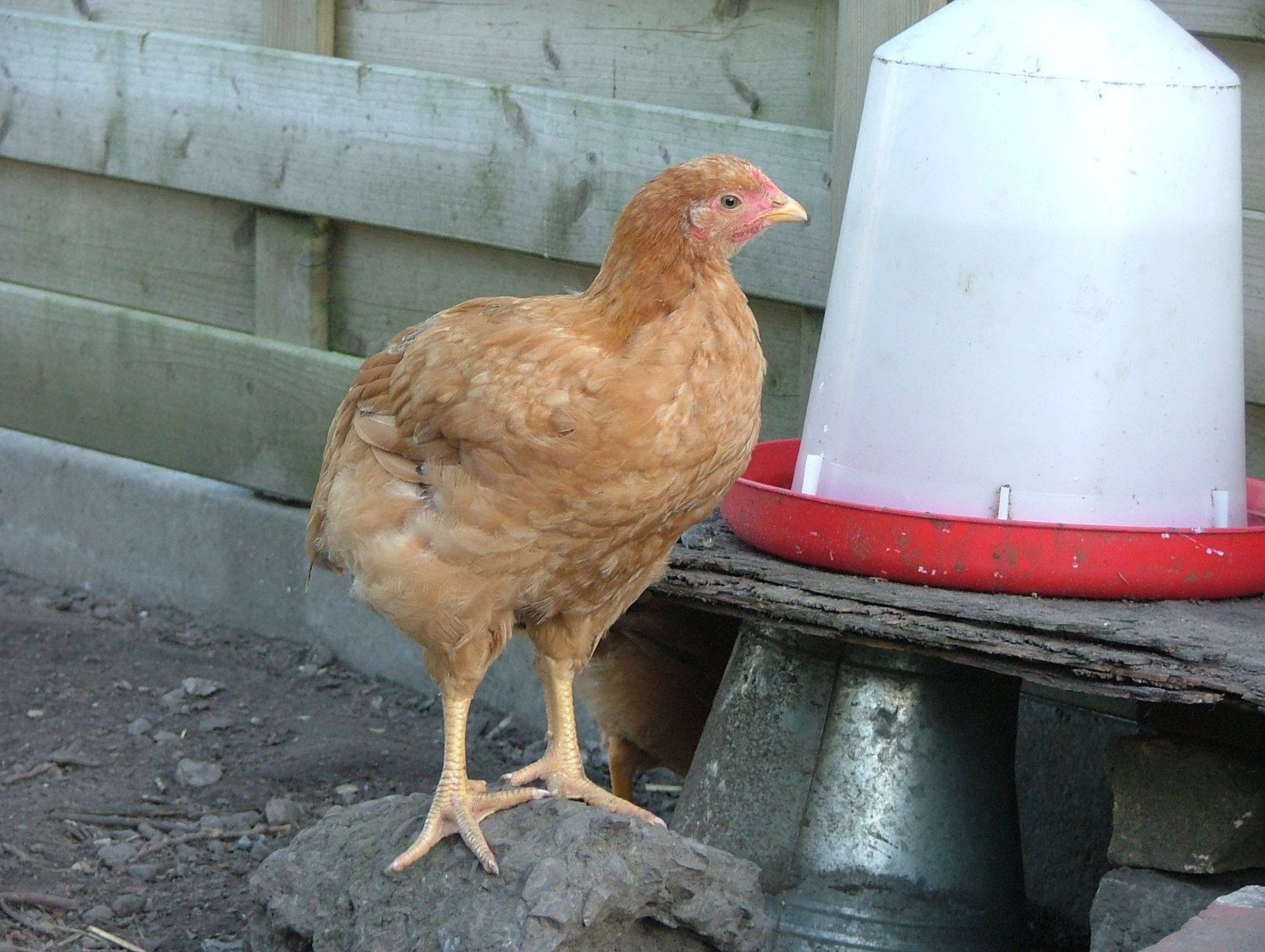 Best ideas about Backyard Chickens Forum
. Save or Pin 4 Chicks 2 Harco 2 Isa Brown need confirmation on Now.