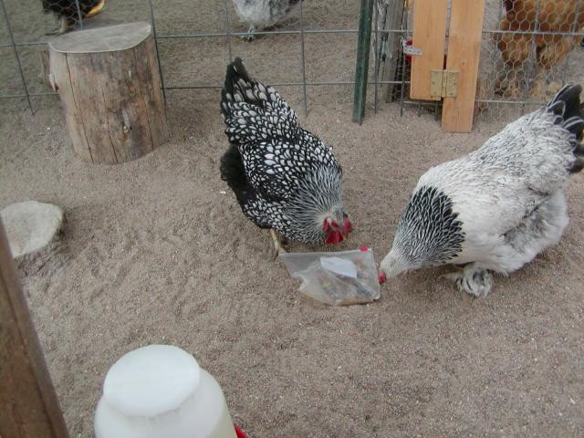 Best ideas about Backyard Chickens Forum
. Save or Pin Discovered The Ultimate chicken toy Now.