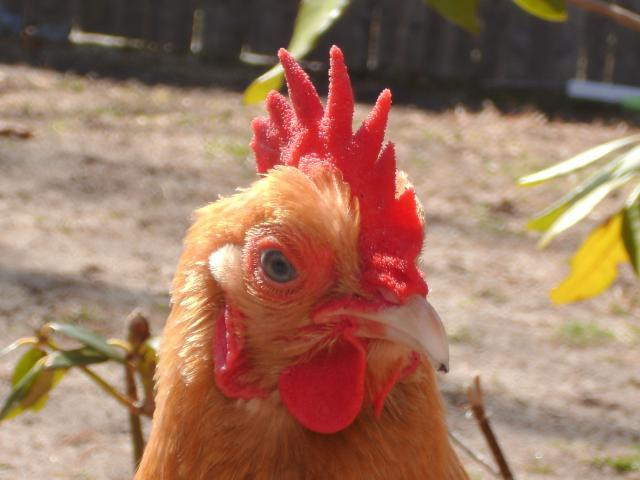 Best ideas about Backyard Chickens Forum
. Save or Pin Professional pics Pic heavy Now.