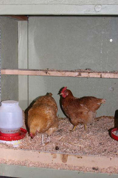 Best ideas about Backyard Chickens Forum
. Save or Pin Two Dog Farm Chicken Coop Now.