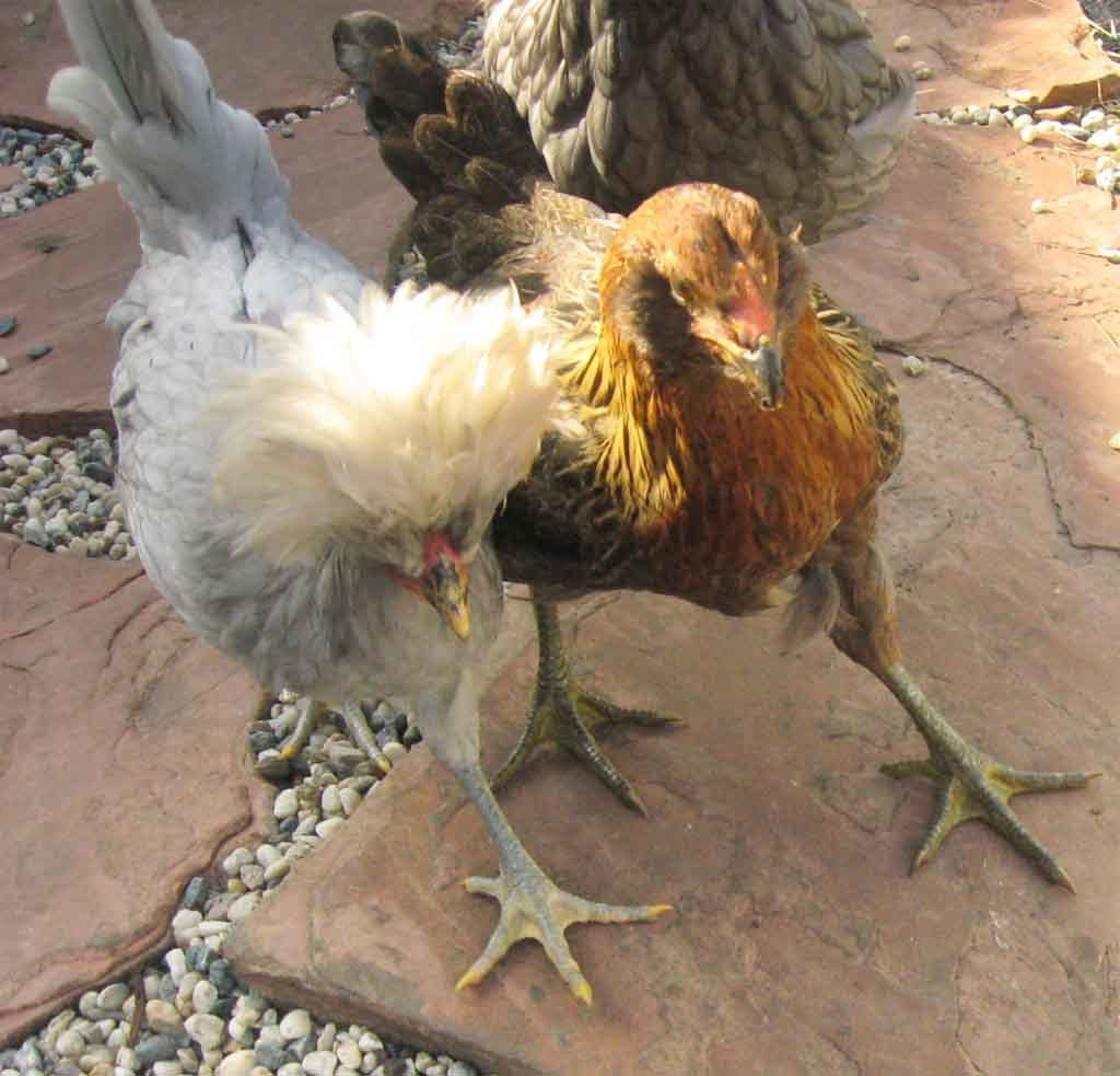 Best ideas about Backyard Chickens Forum
. Save or Pin Chicken s Member Page BackYard Chickens munity Now.