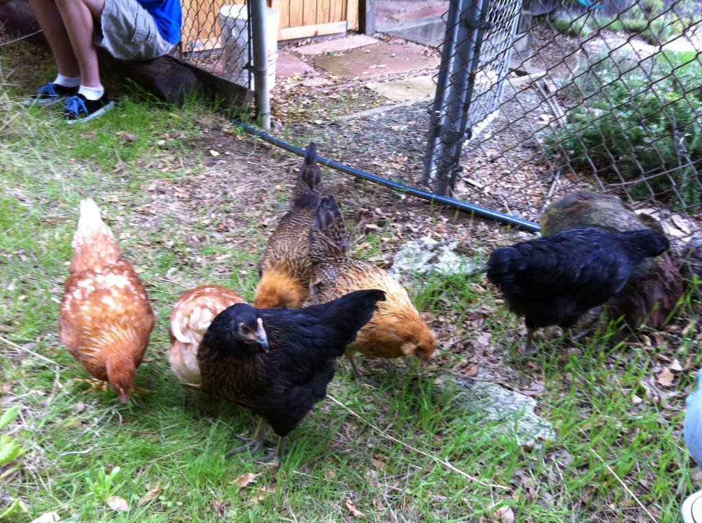 Best ideas about Backyard Chickens Forum
. Save or Pin Jj Hen Hut Now.