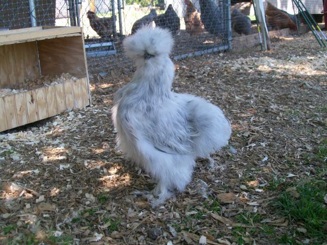 Best ideas about Backyard Chickens Forum
. Save or Pin Silkie thread Now.