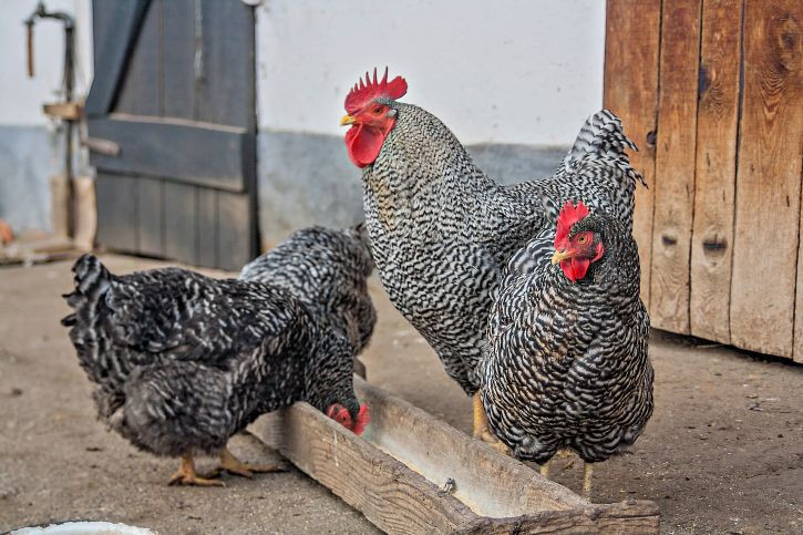 Best ideas about Backyard Poultry Magazine
. Save or Pin 133 best Backyard Poultry Magazine images on Pinterest Now.