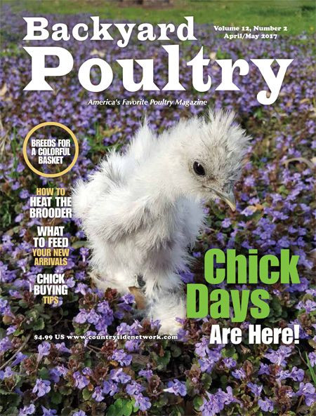 Best ideas about Backyard Poultry Magazine
. Save or Pin Adelaide Chicken Sitting Service Blog Now.