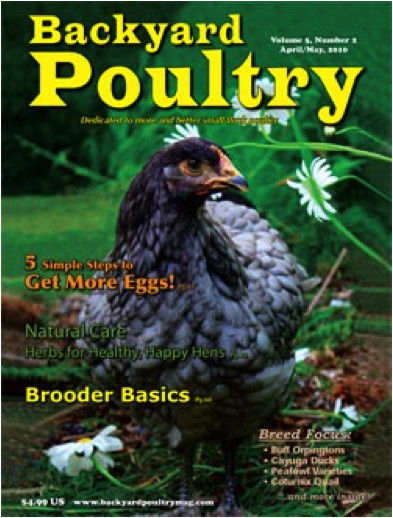 Best ideas about Backyard Poultry Magazine
. Save or Pin Civic Agriculture Why Backyard Chickens Matter Now.
