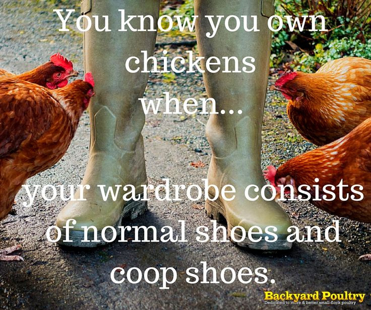 Best ideas about Backyard Poultry Magazine
. Save or Pin 9 best Backyard Poultry Quote Series images on Pinterest Now.