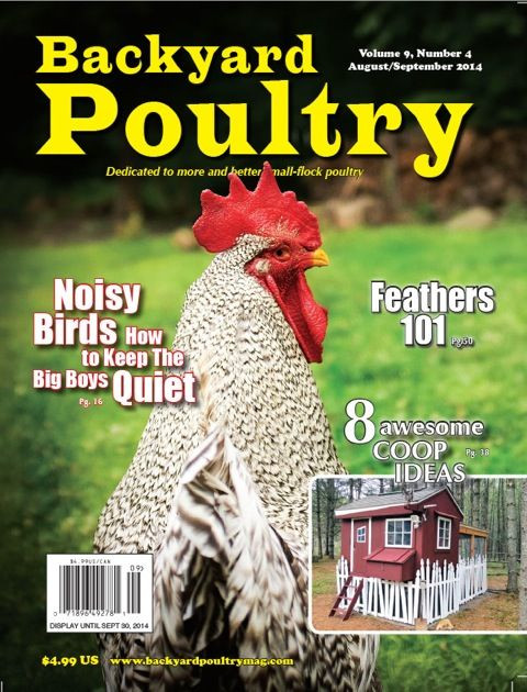 Best ideas about Backyard Poultry Magazine
. Save or Pin 25 best ideas about Backyard poultry on Pinterest Now.