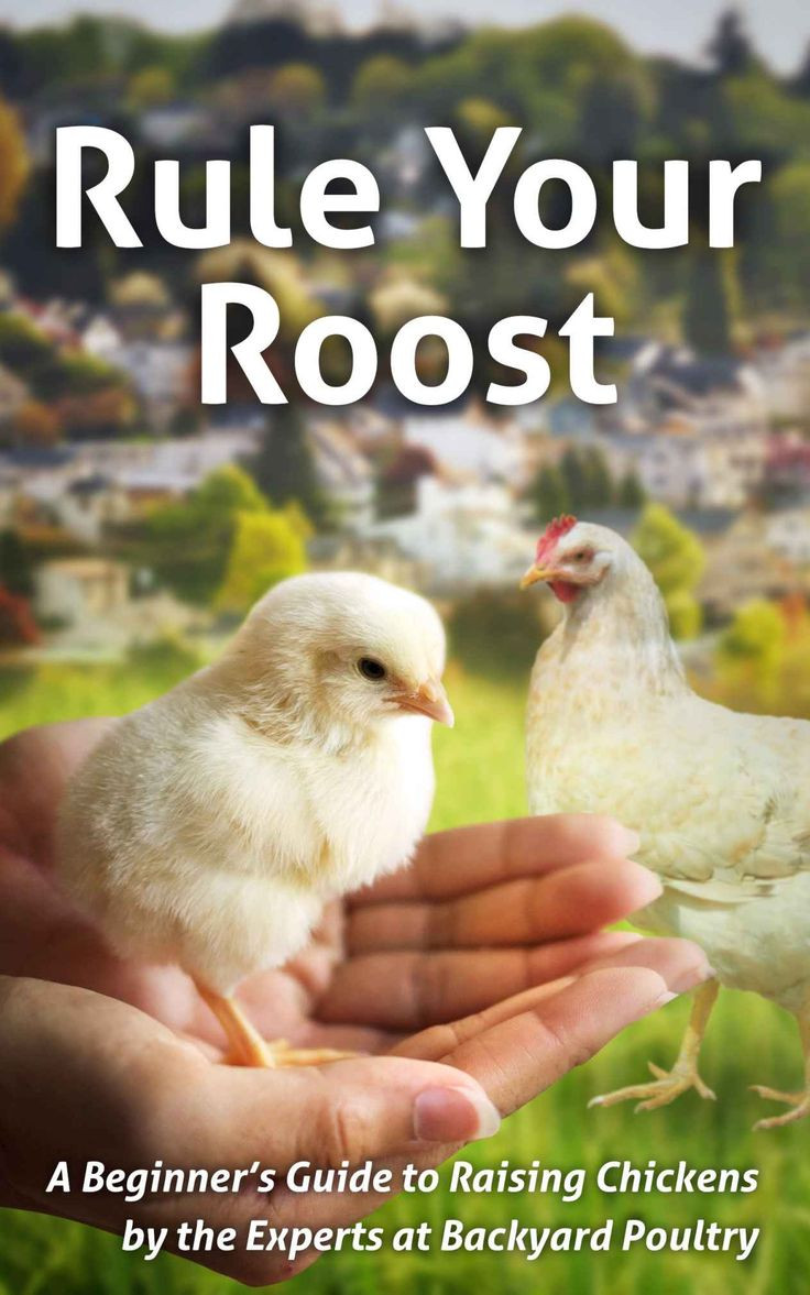 Best ideas about Backyard Poultry Magazine
. Save or Pin 15 best Backyard Poultry Magazine images on Pinterest Now.