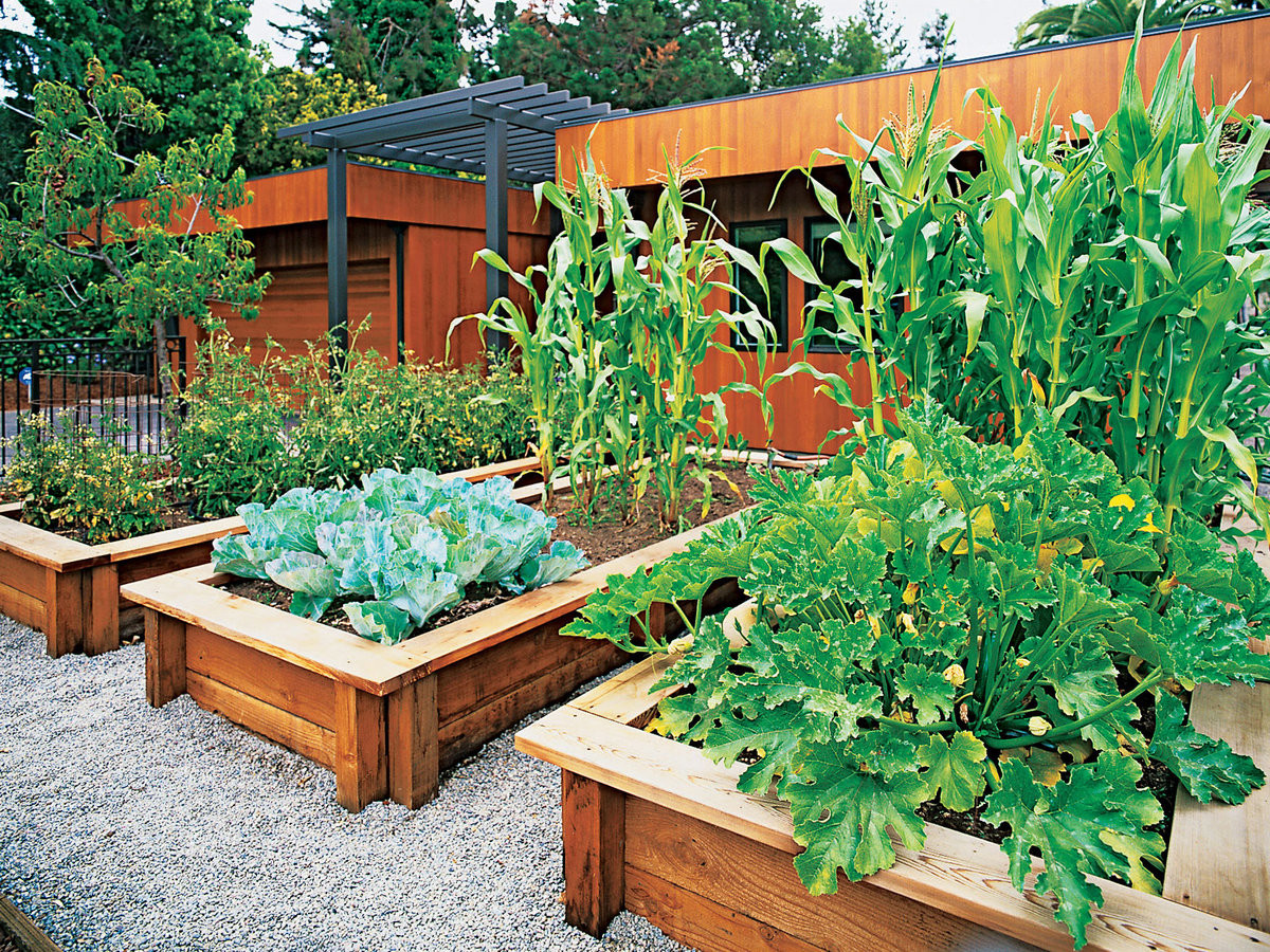 Best ideas about Backyard Vegetable Garden
. Save or Pin Grow Ve ables in the Front Yard Sunset Magazine Now.