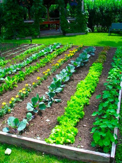 Best ideas about Backyard Vegetable Garden
. Save or Pin Perfect Backyard Ve able Garden Design Plans Ideas Now.