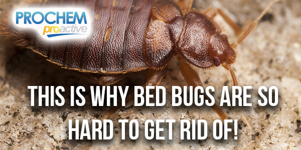 Best ideas about Bed Bug Heat Treatment DIY
. Save or Pin Bed Bug Control What Chemical Kills Bed Bugs DIY Bed Now.