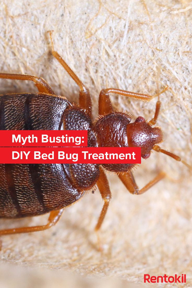 Best ideas about Bed Bug Heat Treatment DIY
. Save or Pin 934 best Bed Bug images on Pinterest Now.