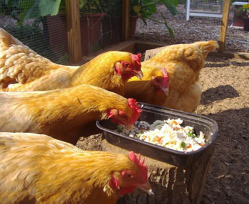 Best ideas about Best Backyard Chickens
. Save or Pin Best 25 Backyard chickens ideas on Pinterest Now.