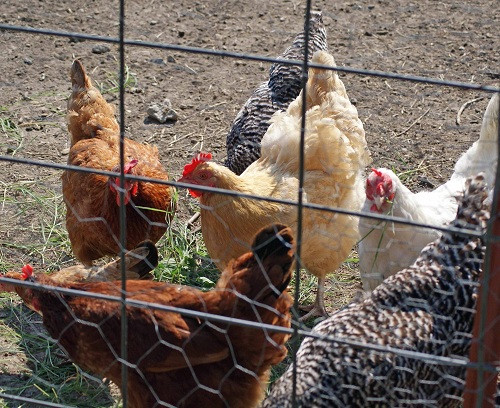 Best ideas about Best Backyard Chickens
. Save or Pin meat chicken breeds the 5 best for raising in the backyard Now.