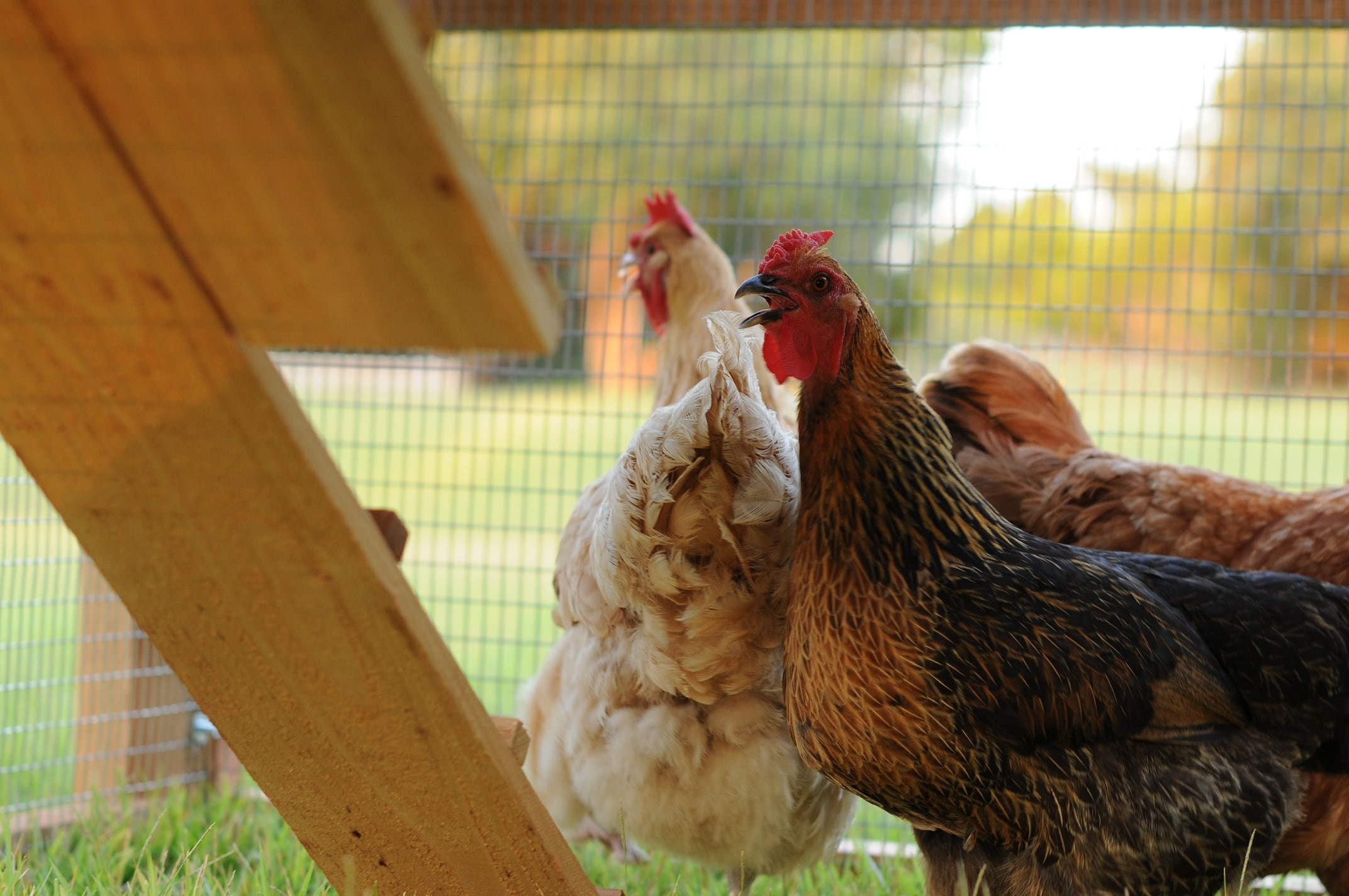 Best ideas about Best Backyard Chickens
. Save or Pin Round Top Backyard™ Chicken Coop Now.