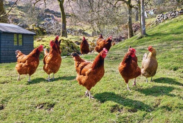 Best ideas about Best Backyard Chickens
. Save or Pin Best Chicken Breeds for Backyard Flocks Now.