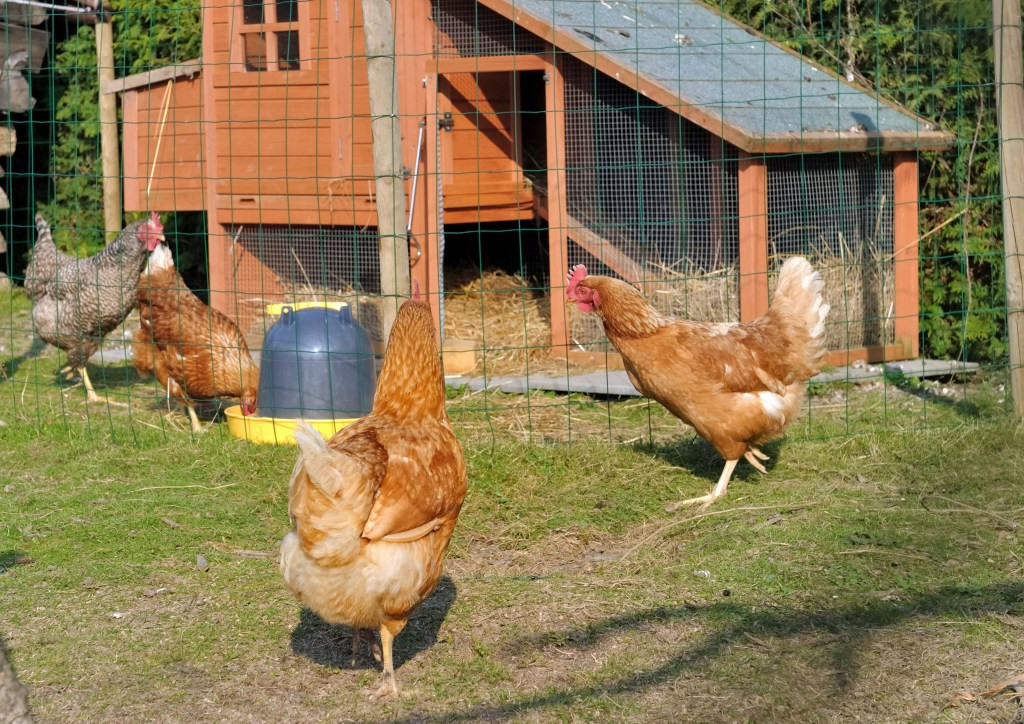 Best ideas about Best Backyard Chickens
. Save or Pin Backyard Chickens 5 Best Breeds for Egg Layers Now.