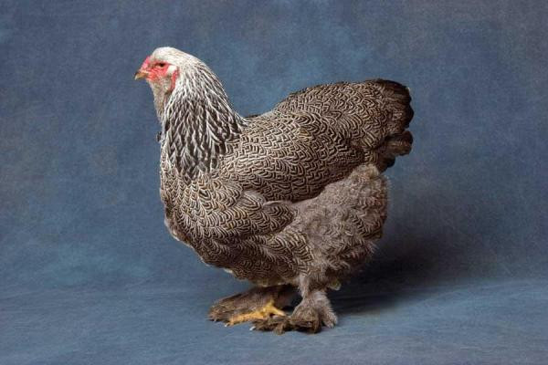 Best ideas about Best Backyard Chickens
. Save or Pin Best Chicken Breeds for Backyard Flocks Homesteading and Now.