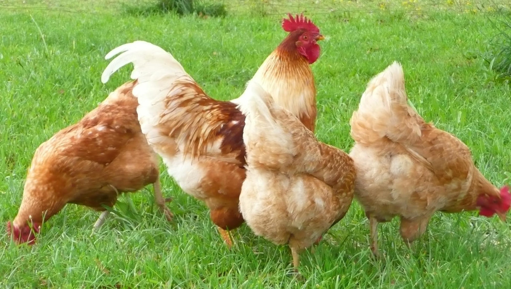 Best ideas about Best Backyard Chickens
. Save or Pin Rooster Backyard Chicken Breeds — Design & Ideas Bantam Now.