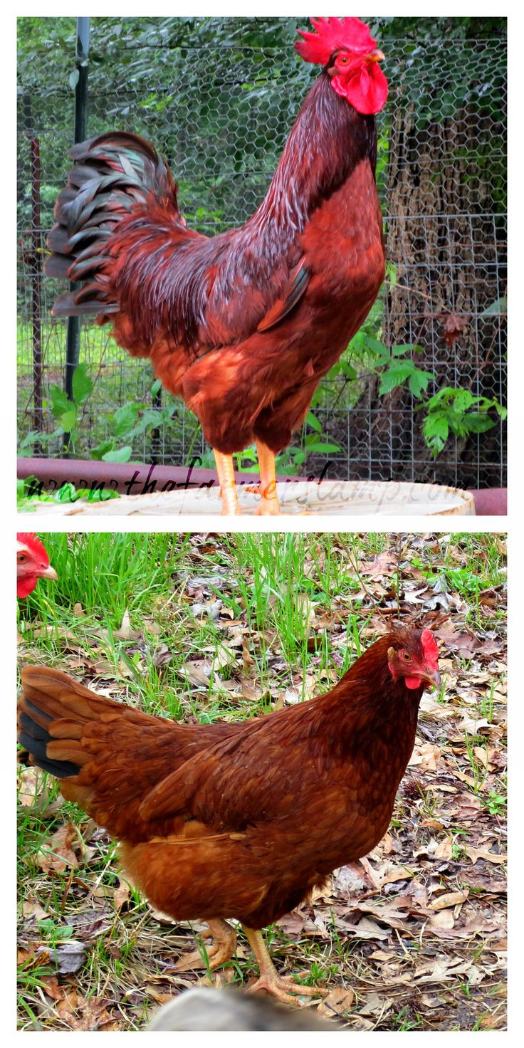 Best ideas about Best Backyard Chickens
. Save or Pin 649 best Brown egg laying chicken breeds images on Now.