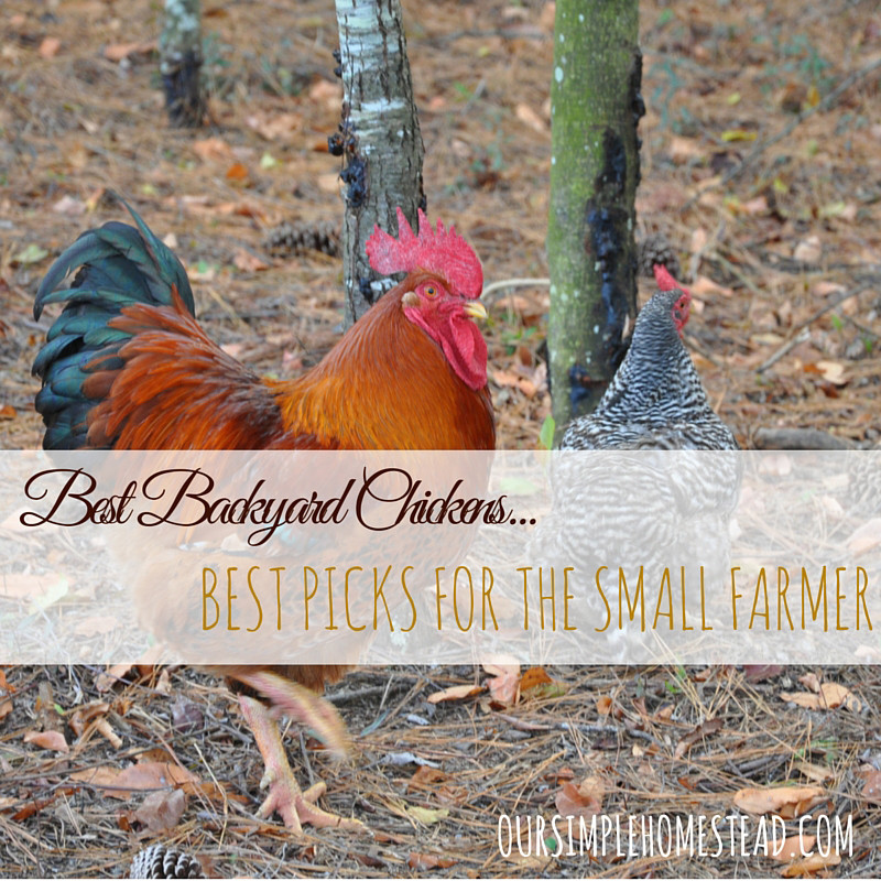 Best ideas about Best Backyard Chickens
. Save or Pin Best Backyard Chickens Now.