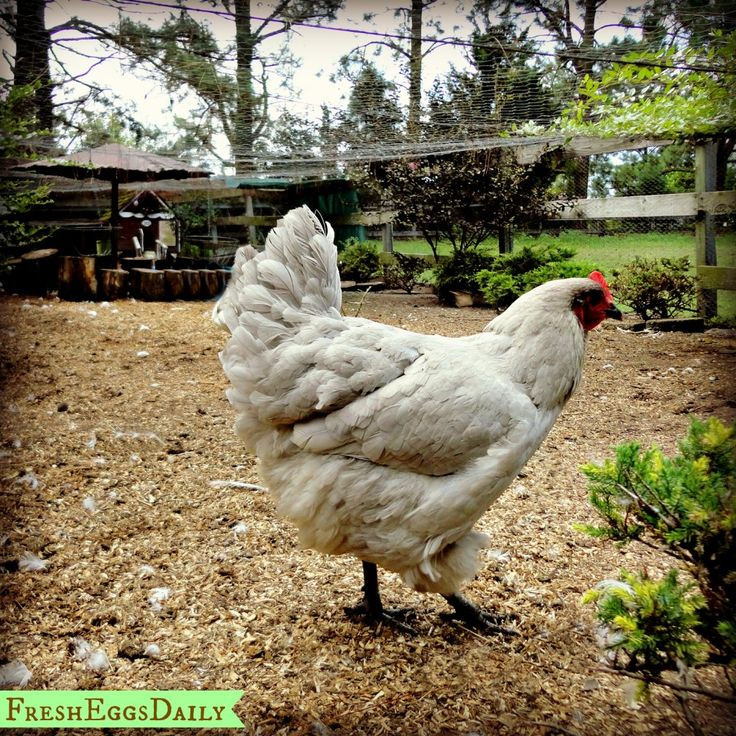 Best ideas about Best Backyard Chickens
. Save or Pin Best Backyard Chickens Facts about Chickens Best Now.