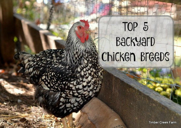 Best ideas about Best Backyard Chickens
. Save or Pin Best Backyard Chickens Timber Creek Farm Now.