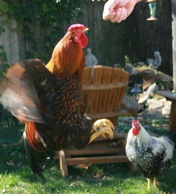 Best ideas about Best Backyard Chickens
. Save or Pin Chicken Treat Chart The Best Treats for Backyard Now.