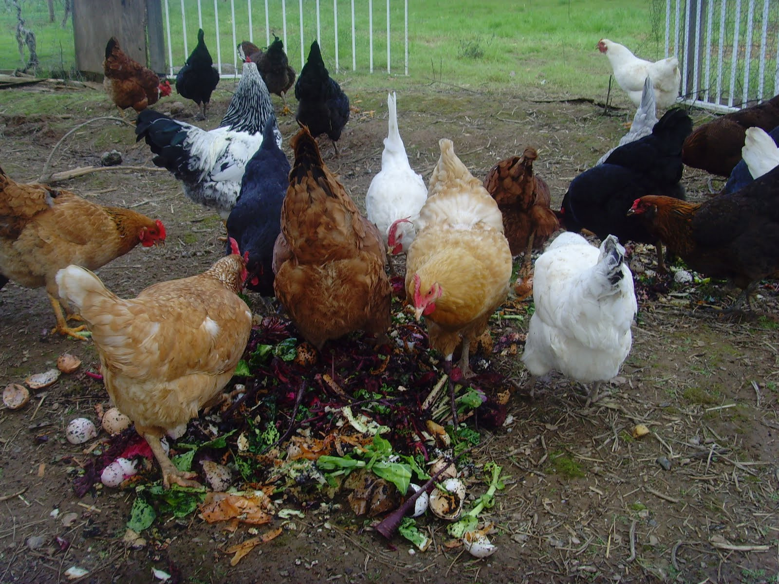 Best ideas about Best Backyard Chickens
. Save or Pin 10 best and healthy treats for chickens the treats Now.