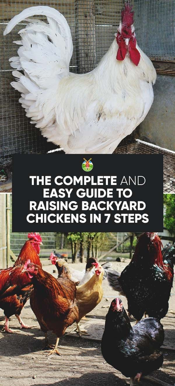 Best ideas about Best Backyard Chickens
. Save or Pin Best 25 Backyard Chickens ideas on Pinterest Now.