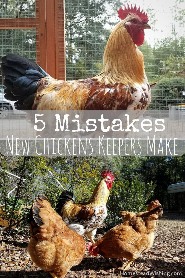 Best ideas about Best Backyard Chickens
. Save or Pin Best 25 Raising chickens ideas only on Pinterest Now.