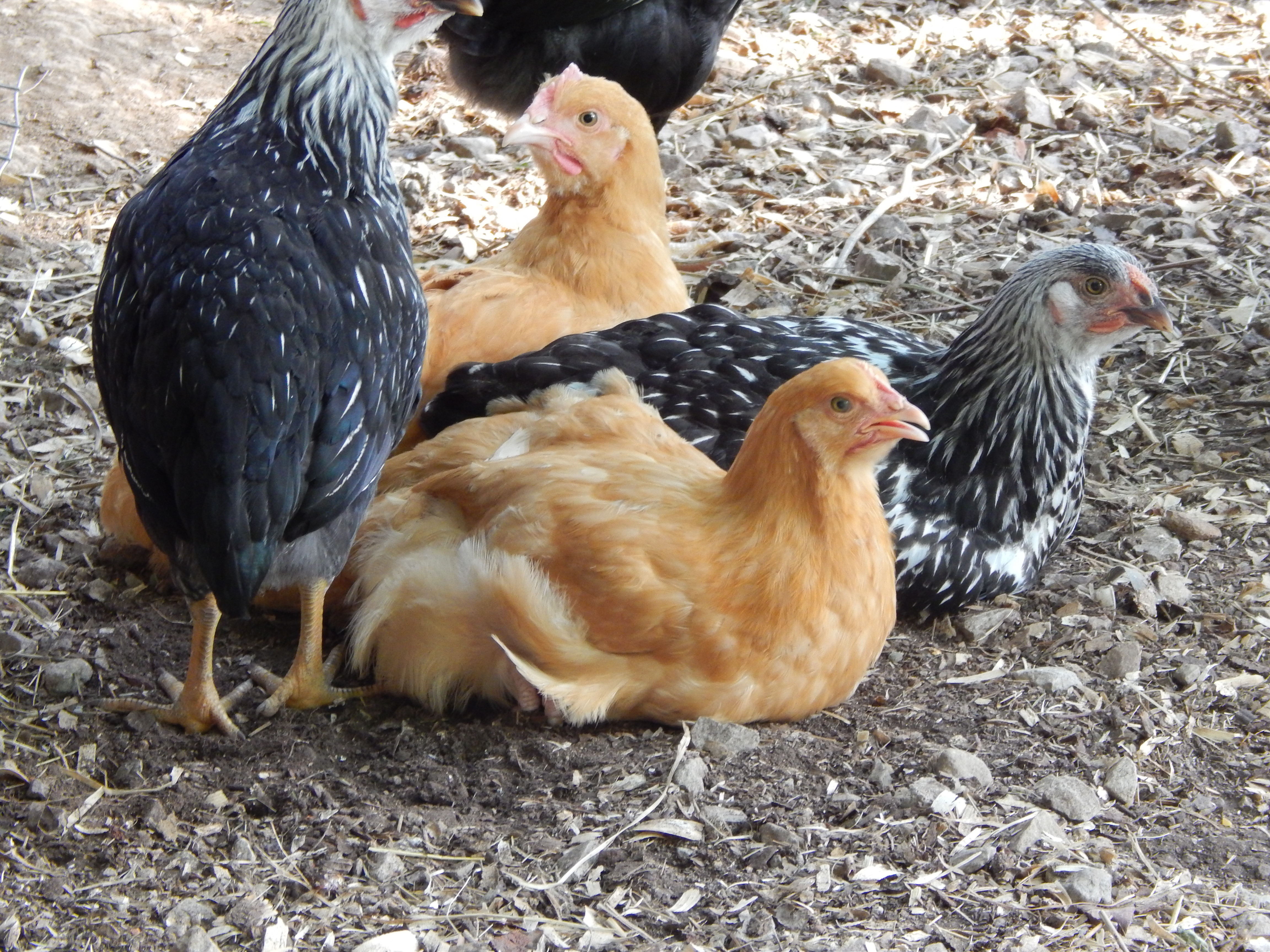 Best ideas about Best Backyard Chickens
. Save or Pin Free access Best chicken breeds for backyard coop Now.