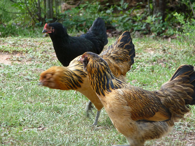 Best ideas about Best Backyard Chickens
. Save or Pin Top 5 Best Egg Laying Chickens Now.