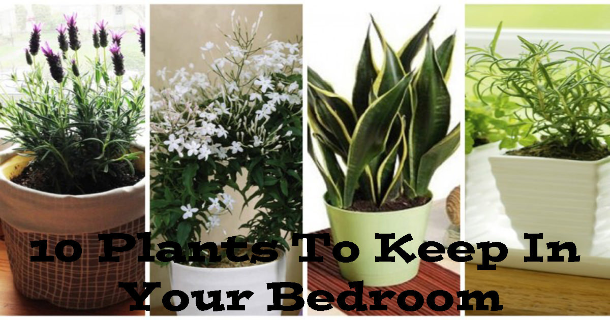 Best ideas about Best Plants For Bedroom
. Save or Pin The 10 Best Plants to Have in Your Bedroom to Help You Now.