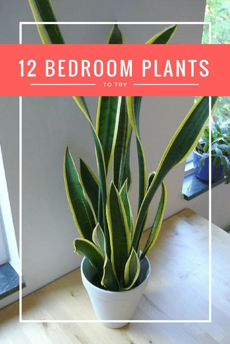 Best ideas about Best Plants For Bedroom
. Save or Pin Best 25 Bedroom plants ideas on Pinterest Now.