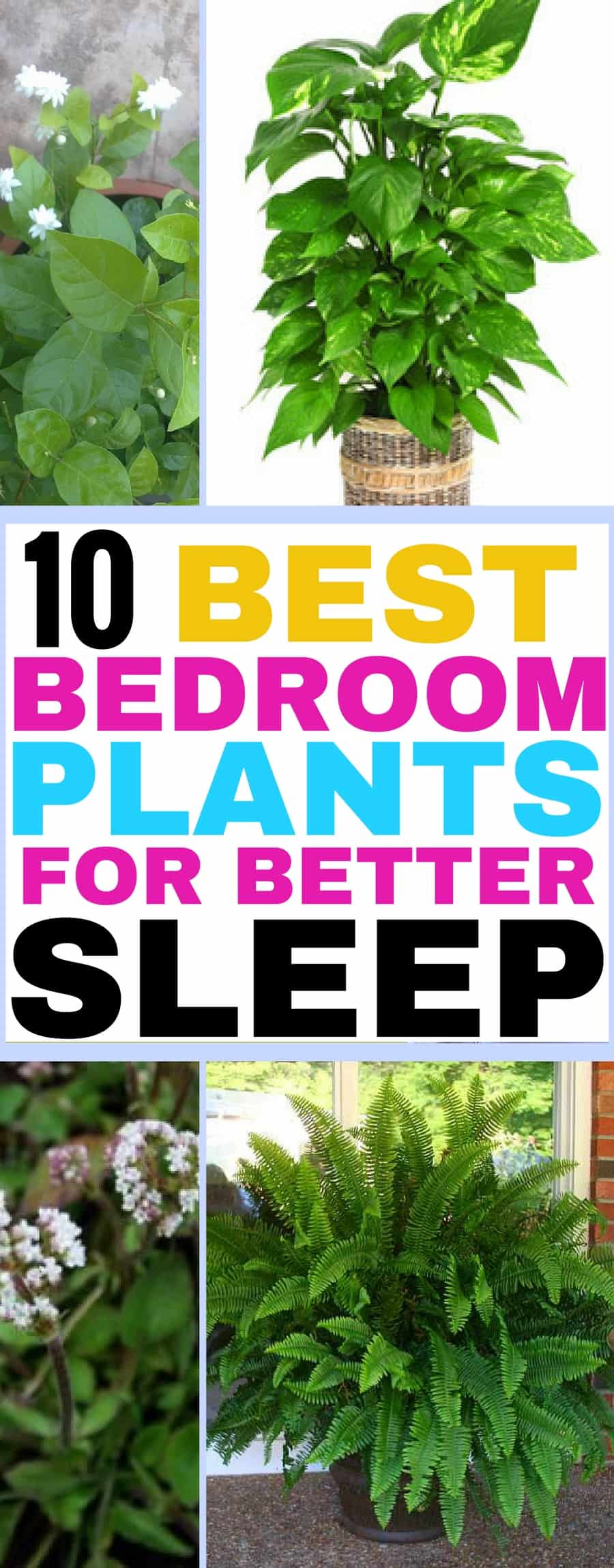 Best ideas about Best Plants For Bedroom
. Save or Pin Best Plants To Keep In Your Bedroom If You Want To Sleep Now.