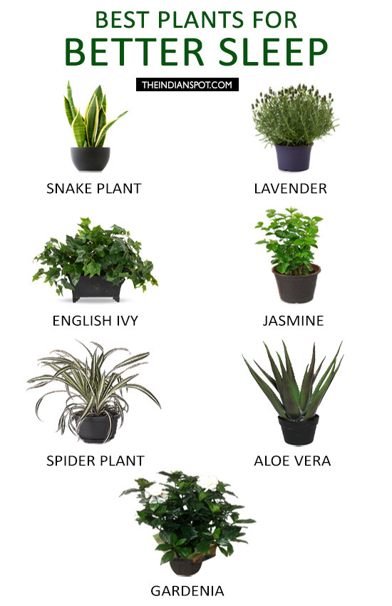 Best ideas about Best Plants For Bedroom
. Save or Pin BEST HOUSEPLANTS TO KEEP IN YOUR BEDROOM FOR BETTER SLEEP Now.