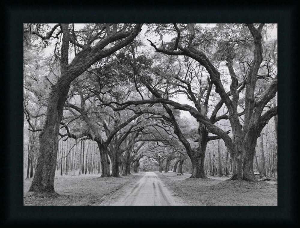 Best ideas about Black And White Wall Art
. Save or Pin Oak Arches by Jim Black White graphy Framed Art Print Now.