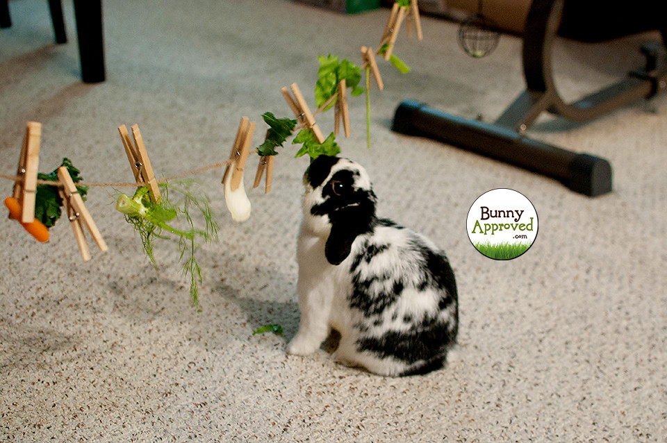 Best ideas about Bunny Toys DIY
. Save or Pin Bunny Logic 101 Rabbits are Smart Bunny Approved Now.