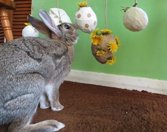 Best ideas about Bunny Toys DIY
. Save or Pin Homemade Pinata Rabbit Toy Now.